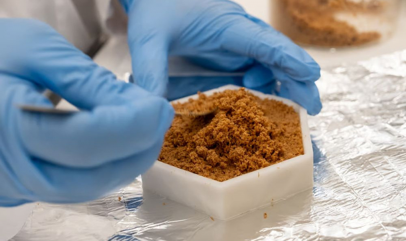 «Слоновья кожа» из грибной массы эффективно охлаждает здания без затрат электричества