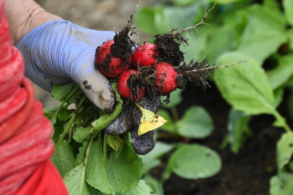 Созданы бактерии, заставляющие почву и урожай &laquo;светиться&raquo;