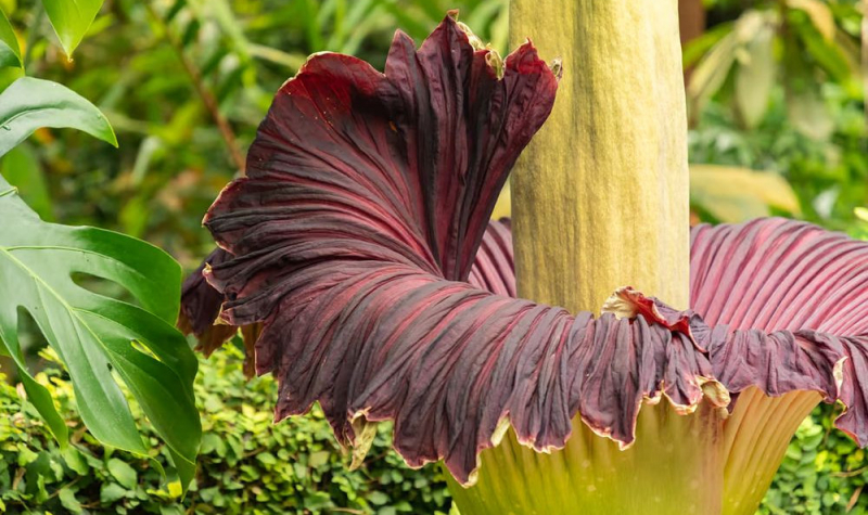 Уникальный и загадочный трупный цветок может исчезнуть навсегда