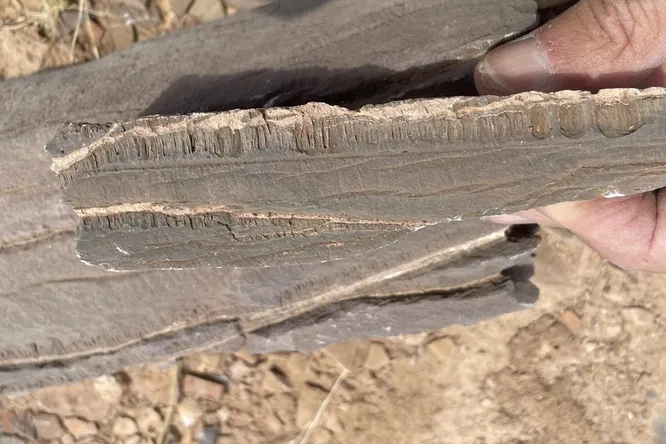 Возможно, в мраморе и известняке живут древние микробы, которые едят камни