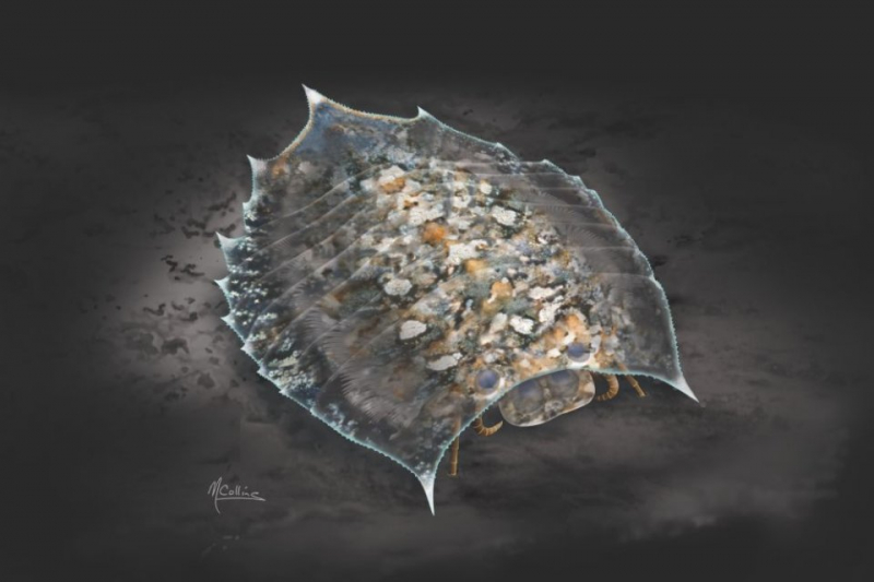 Впервые описано существо, сто лет остававшееся загадкой для науки