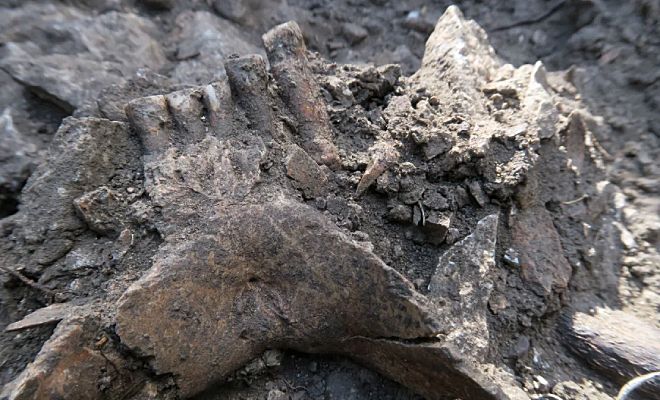 Антропологи открыли неизвестный вид человека