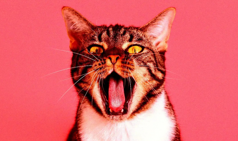 Baidu разрабатывает ИИ для перевода языка домашних животных