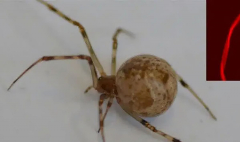 Генномодифицированные пауки научились плести красный светящийся шелк