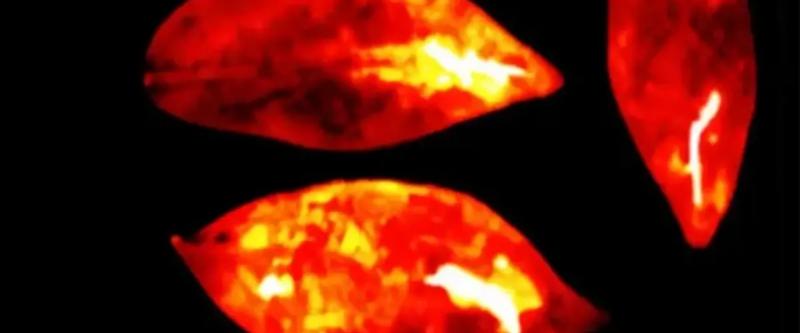 &laquo;Свет жизни&raquo;: ученые доказали, что все живые организмы излучают слабый свет