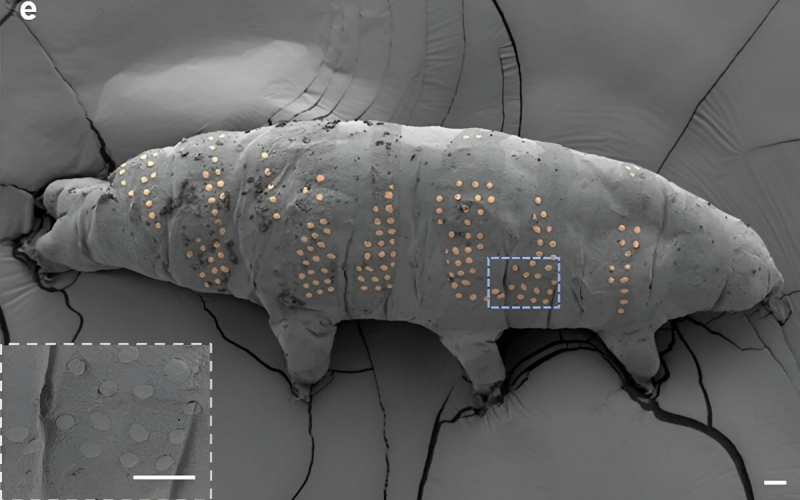 Ученые сделали татуировки тихоходкам для испытания новой технологии