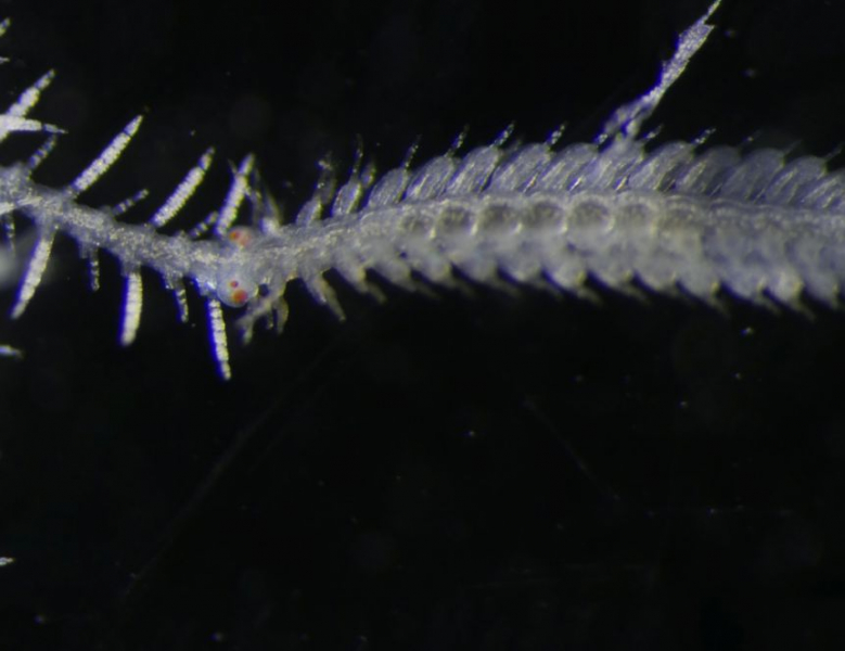 Ученые выяснили, как размножается ветвящийся червь