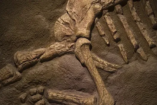 В&nbsp;Индии обнаружили останки нового вида хищного динозавра