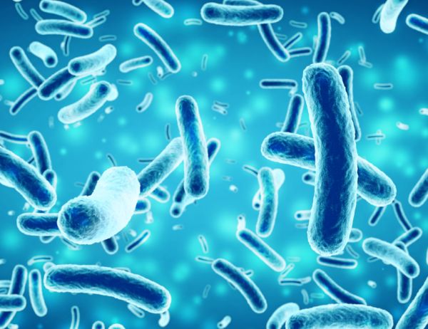 Бактерии могут убивать и поедать своих соседей, когда другой пищи нет