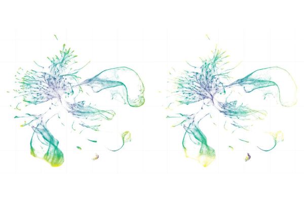 Два прозрачных червя пролили свет на загадки эволюции