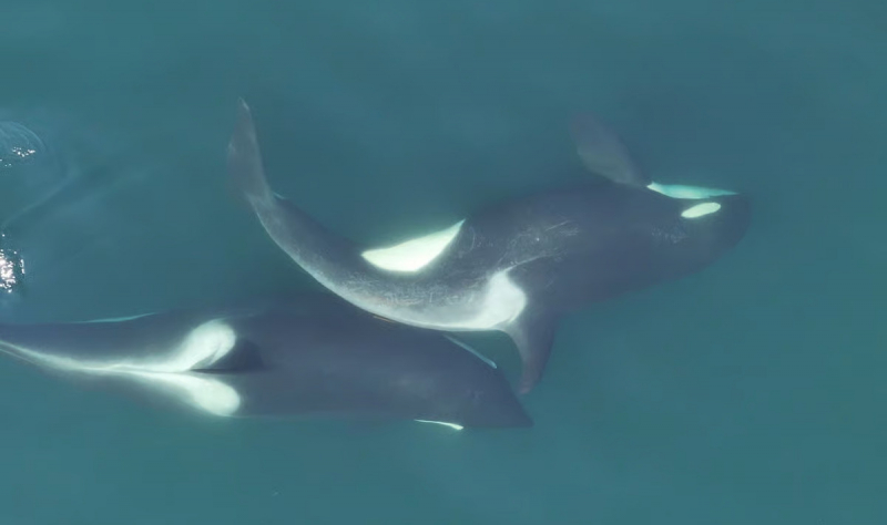 Косатки следят за гигиеной &mdash; и даже умеют изготавливать мочалки из водорослей