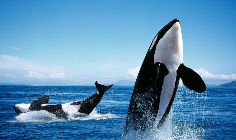 Косатки следят за гигиеной &mdash; и даже умеют изготавливать мочалки из водорослей