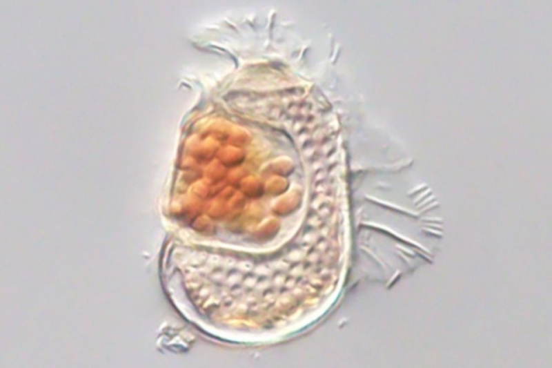 Обнаружена сущность