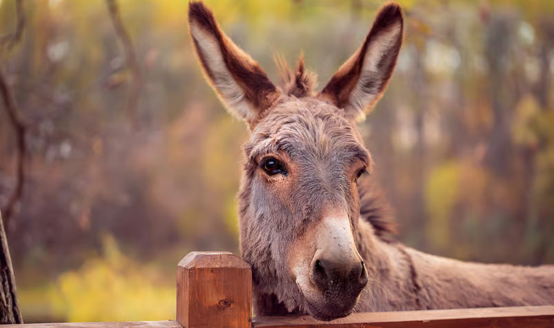 Ослы «подарили» ученым новый эффективный репеллент