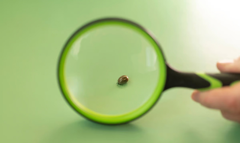 Самый древний человеческий паразит донимает людей уже 60 000 лет