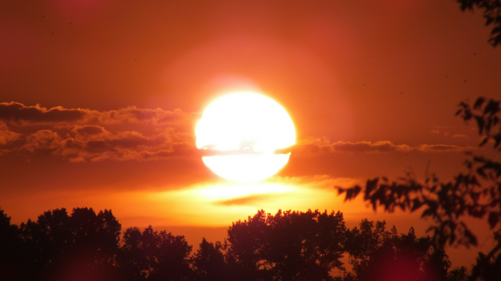 Ученые обнаружили следы катастрофической солнечной бури благодаря деревьям