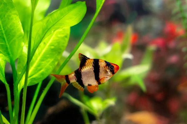 Ученые раскрыли секрет эволюции «светящихся» рыб