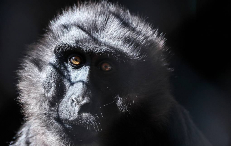В России начали изучать обезьян-долгожителей для выявления новых механизмов старения