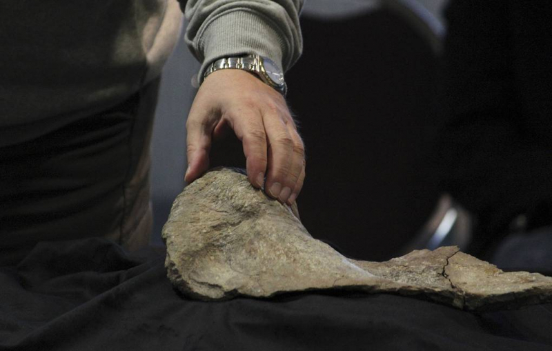 В США усомнились в быстром характере эволюции конечностей предков млекопитающих