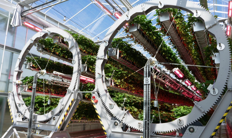 На ферме Dyson выращивают клубнику в гигантских роботизированных колесах