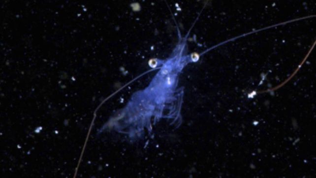 Новый китайский зонд показал мир планктона в беспрецедентных деталях