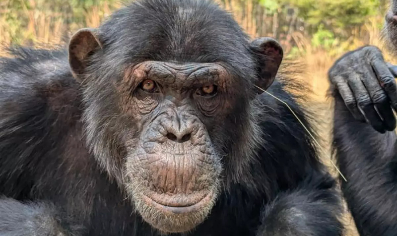 Обезьяны в Замбии раскрыли секрет человеческой моды