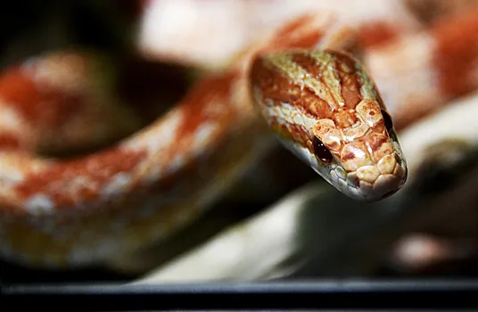 У&nbsp;змей нашли неизвестные науке клетки