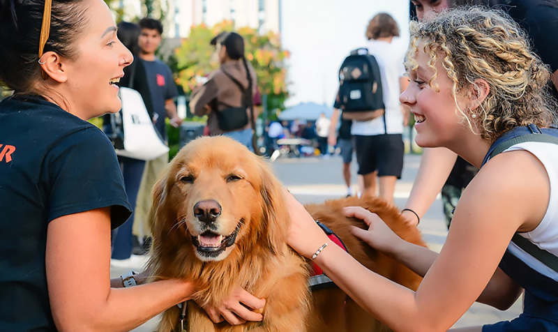 Виртуальные собаки-терапевты оказались на удивление эффективным средством от стресса