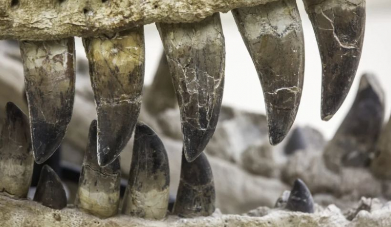 Из зубов динозавров воссоздали доисторический воздух &mdash; удивительное открытие
