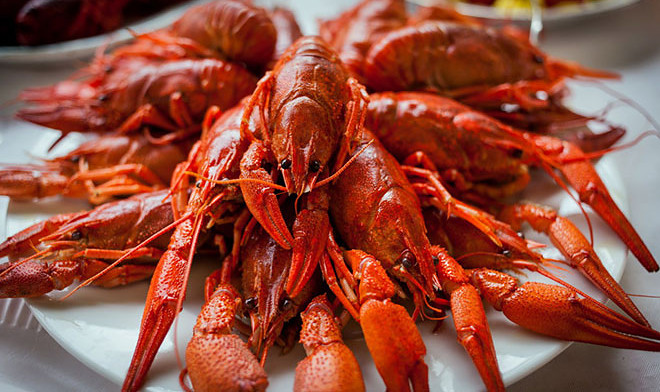 На Дону собираются разводить австралийских красноклешневых раков