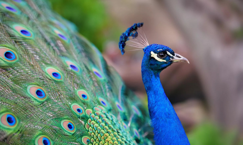 Ученые превратили перья павлинов в крошечные биологические лазеры