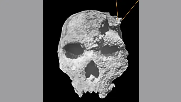 Ученые разгадали тайну древнего черепа, застрявшего в стене