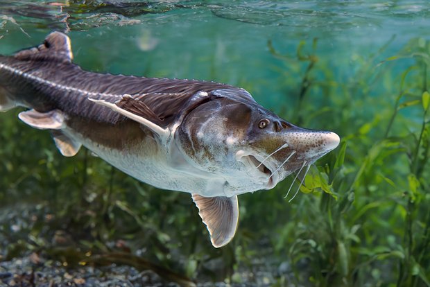 Ученые случайно скрестили русскую и американскую рыбу и получили хищника нового типа