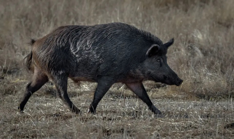В Калифорнии бьют тревогу из-за обнаружения диких кабанов с синим мясом