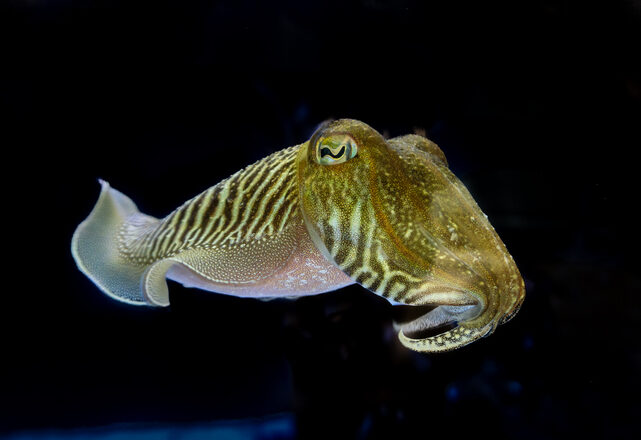 Испытание для ребёнка прошли: Загадочный интеллект каракатиц поразил учёных