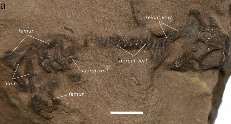 Ящерица возрастом 242 миллиона лет оказалась древнейшим предком современных рептилий