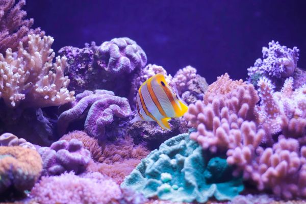 Как кораллы &laquo;видят&raquo; свет: открытие ученых