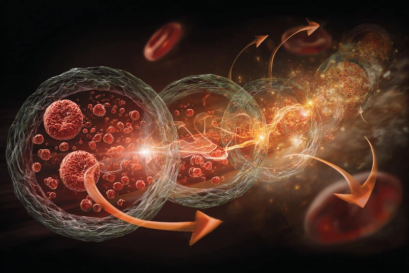 Ключ к старению в крови: умирающие клетки рассылают свои &laquo;проклятия&raquo;