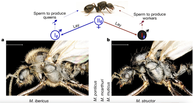 Королевы муравьёв производят потомство двух разных видов, что ошеломило учёных