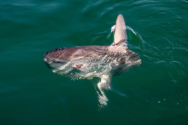 Огромное загадочное существо нашли на пляже