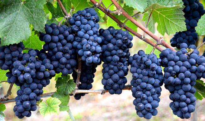 В «Абра-Дюрсо» научились получать антиоксидант из виноградных косточек