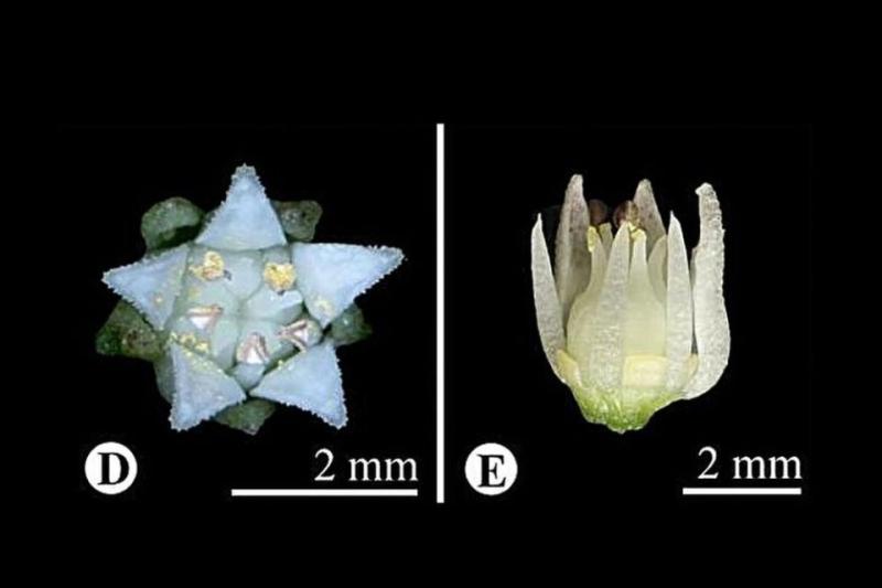 Идентифицировано неизвестное науке растение из Тибета