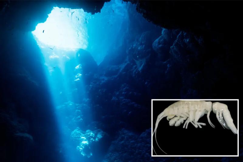 Новый властелин бездны: в океанских глубинах обнаружен загадочный светящийся хищник