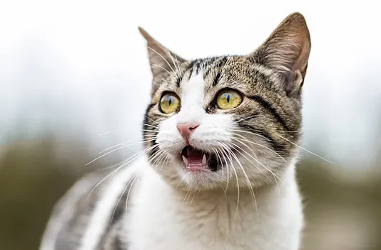 Почему кожа покрывается мурашками, когда мы чего-то боимся?