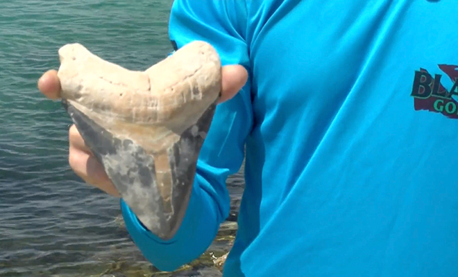 Дайвер нашел и протестировал на прочность зуб мегалодона. Размером 20 см и острый как нож даже спустя миллионы лет