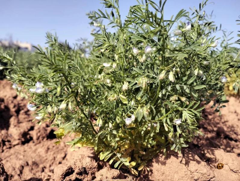 Древнее зерно с Канарских островов переписывает историю доиспанского земледелия