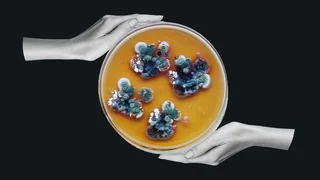 Гриб из Чернобыля поглощает радиацию, открывая путь к созданию биологического щита для космических полетов