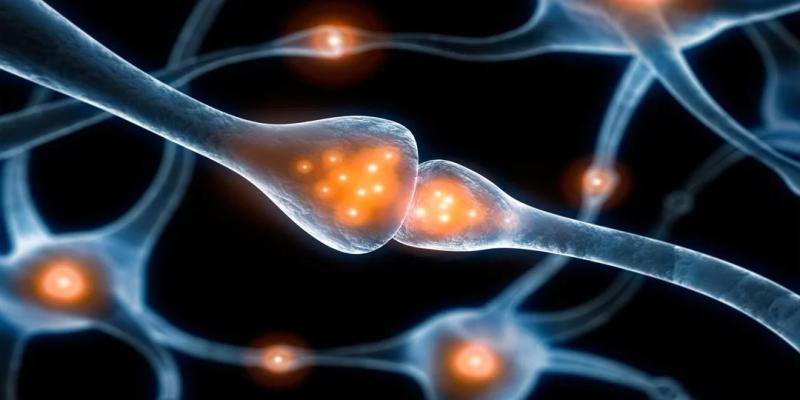 Новое новаторское исследование ставит под сомнение 20-летнюю теорию о дофамине и ожирении