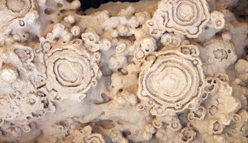 «Реликтовый» организм времен зарождения сложной жизни на Земле открыли ученые