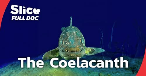 Рыба, считавшаяся вымершей со времен динозавров, впервые снята на камеру в глубоководной впадине